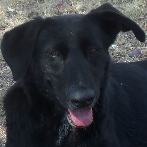 cane_abbandonato_2