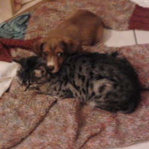 cane_gatto