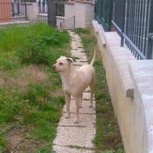 canetta_giardino