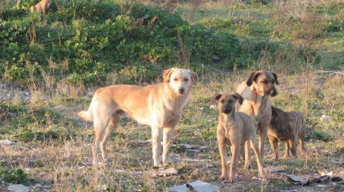 cani_cave1