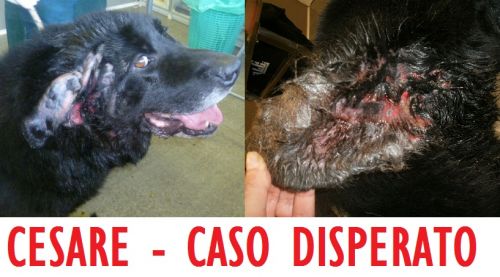 cesare_SOS