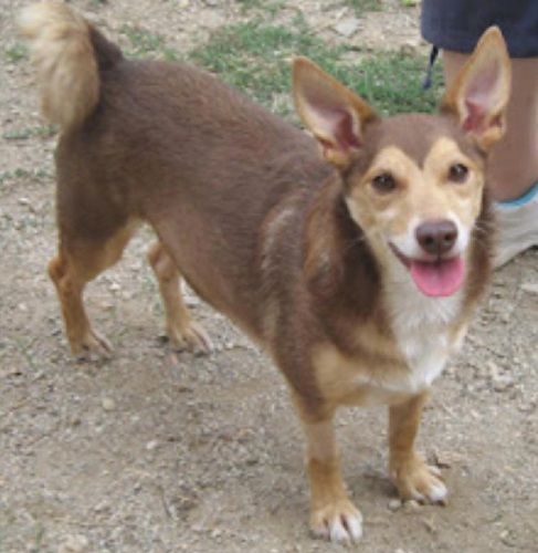 chicco-zampette_amiche