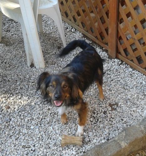 chicco1