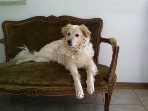 chicco_testimonianza