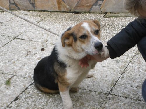ciccio_tendilazampa