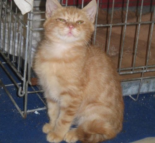 cinnamon_1_ZAMPETTE_AMICHE