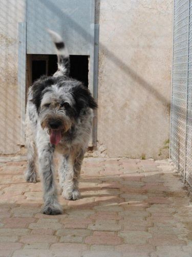 ciro3