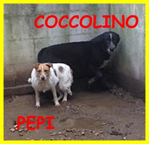 coccolino_pepi