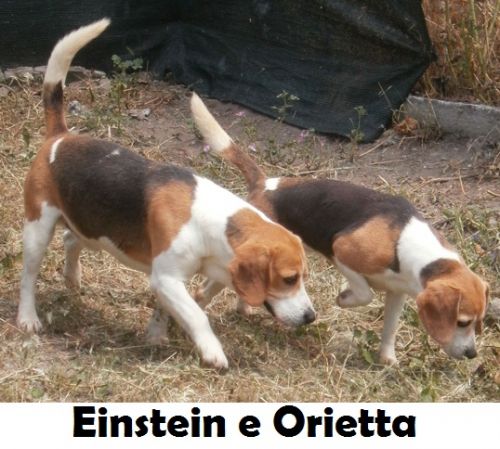 coppia_beagle