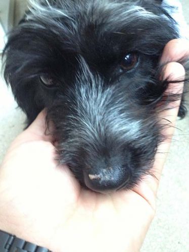 cucciola4mesi