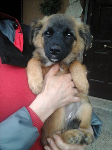 cucciola_a_catena1
