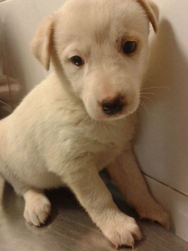 cucciola_incrocio_labrador