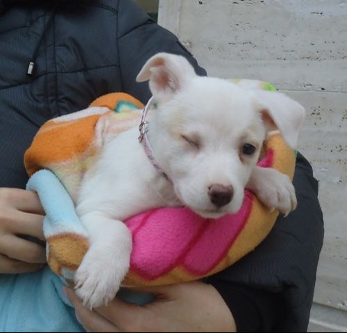cucciola_izy