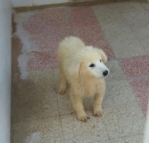 cucciola_lanosa