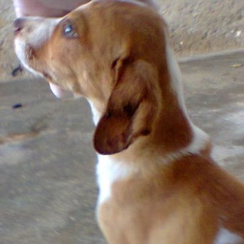 cucciola_oipa