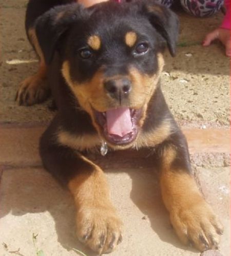 cucciola_rott_sorriso_1