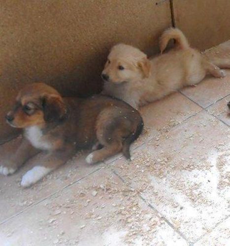 cucciolandia