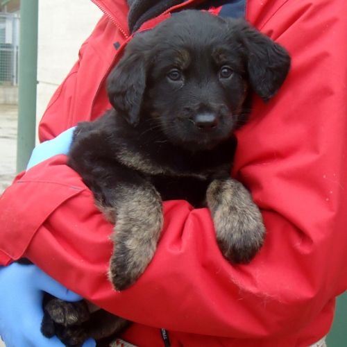 cuccioli