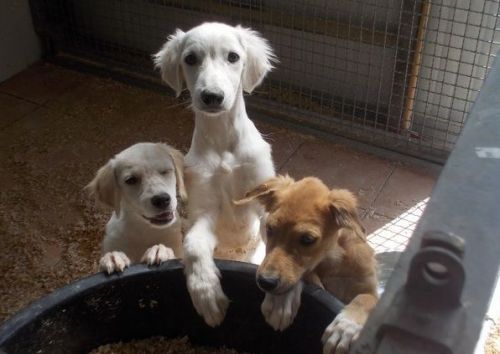 cuccioli3
