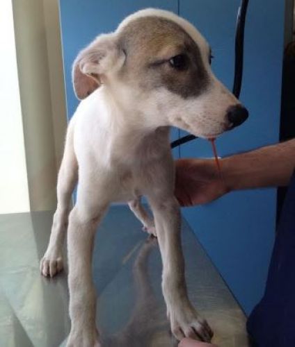 cuccioli3mesi