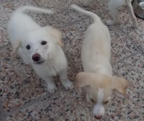 cuccioli_2_m_1_F_6