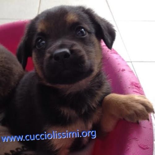 cuccioli_458-462-151