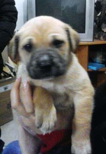 cuccioli_Leone1