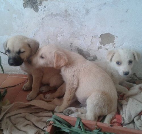 cuccioli_aragona