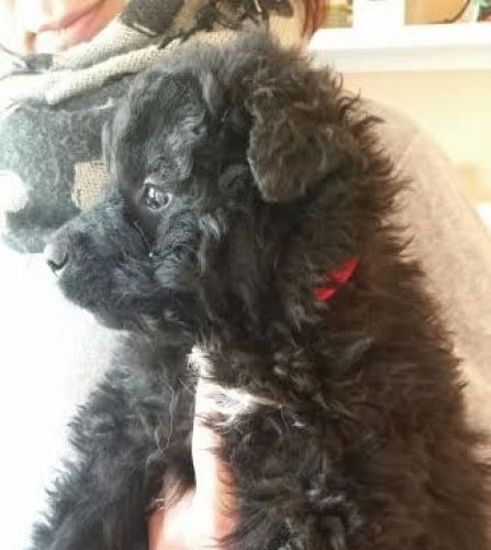 cuccioli_autostrada_copy