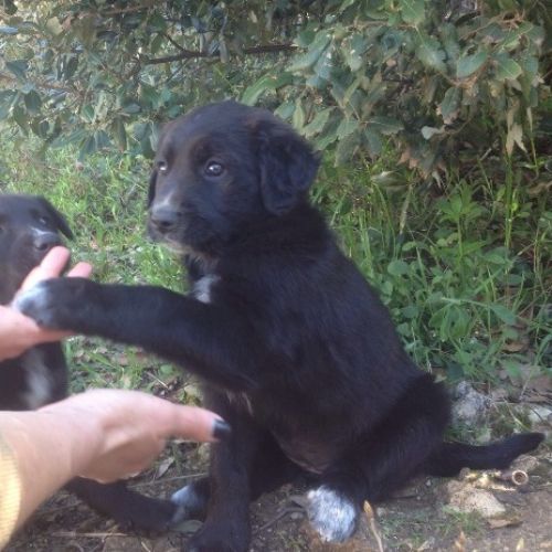cuccioli_carboncino2