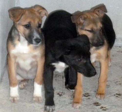 cuccioli_caserta