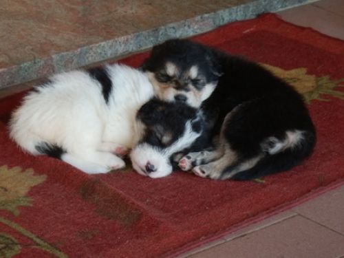 cuccioli_castelnuovo