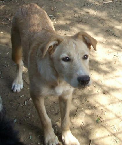 cuccioli_cave1