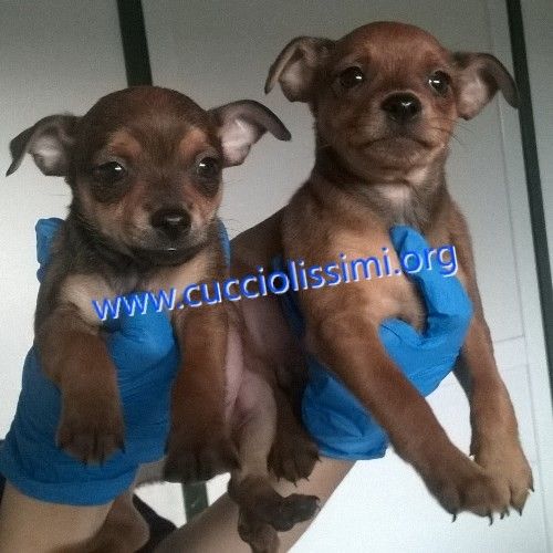 cuccioli_di_matricole_106-15_e_107-15_5
