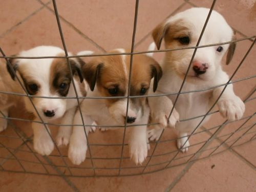 cuccioli_frosinone