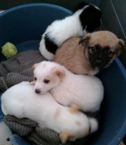 cuccioli_gioiadelcolle