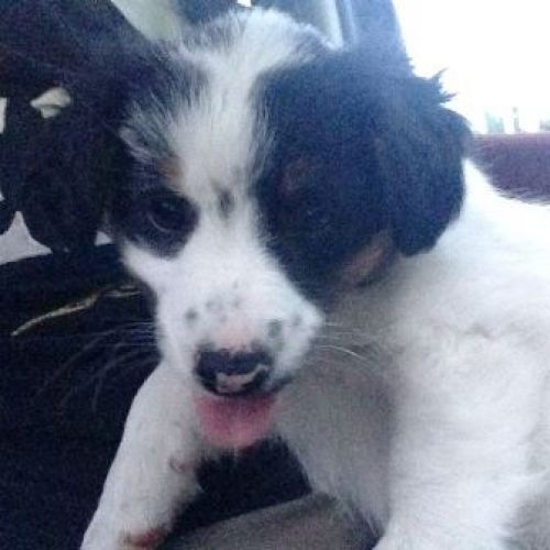 cuccioli_latina