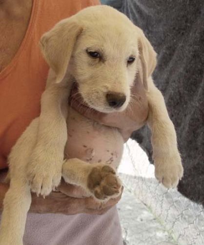 cuccioli_maggio_19711_m