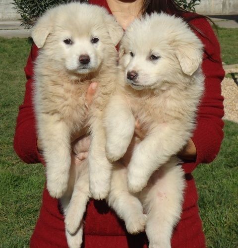 cuccioli_maida