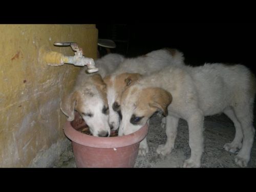 cuccioli_mastini
