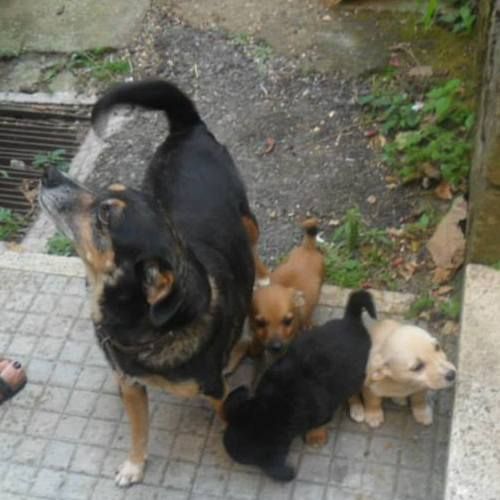 cuccioli_montecompatri