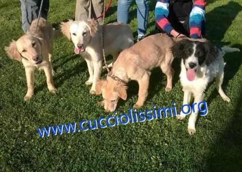 cuccioli_muratella