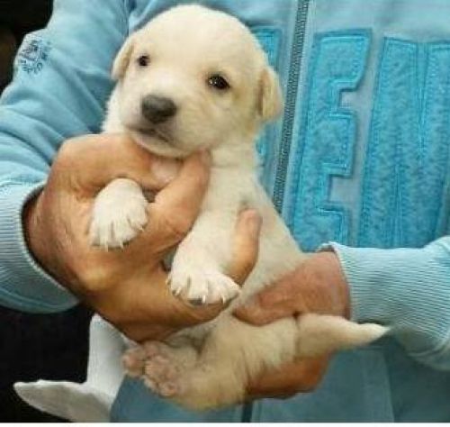 cuccioli_naFr3