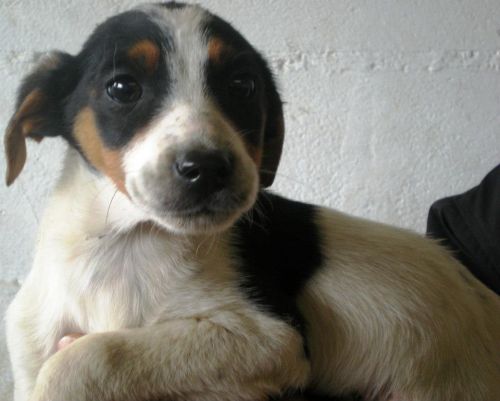 cuccioli_nel_cartone_tendilazampa_4