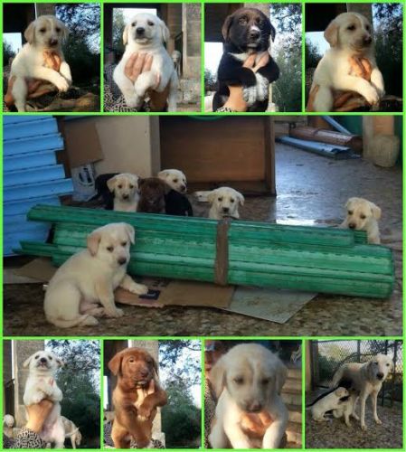 cuccioli_randagina