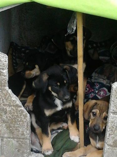 cuccioli_rieti
