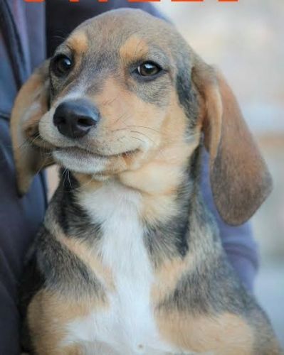 cuccioli_segugi3