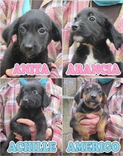 cuccioli_segugio