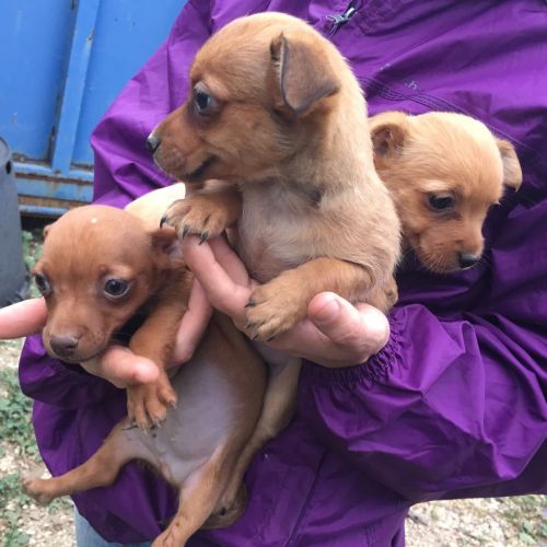 cuccioli_similjack_2