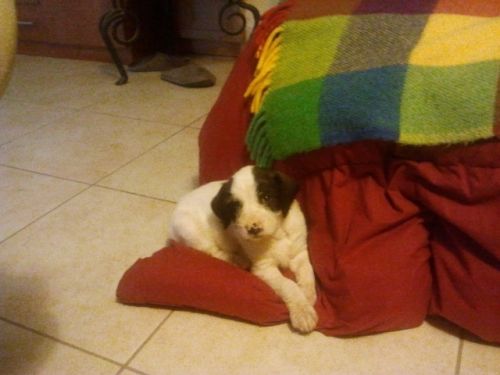 cuccioli_spinoni